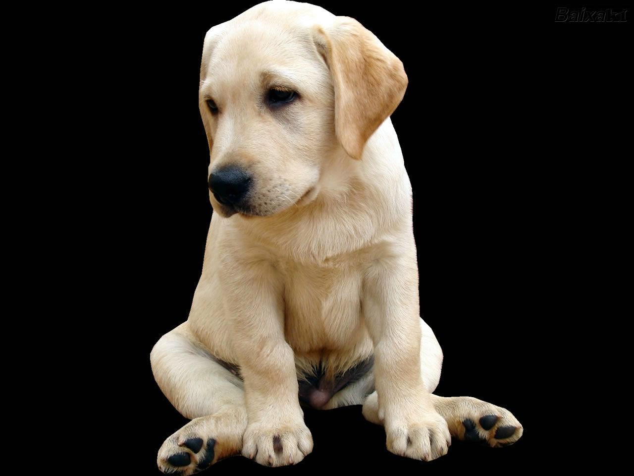 Filhotes de Labrador retriever Dicas pet shop sua pet stores