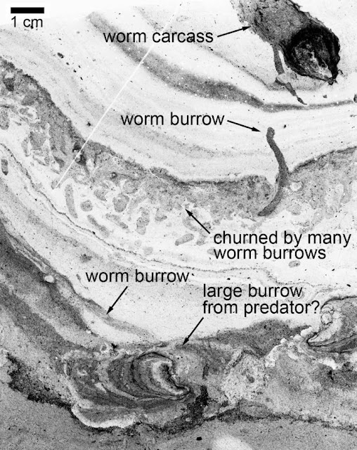 500-million-year old worm 'superhighway' discovered in Canada