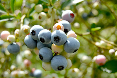 Blueberries on the bush at St Francis Cottage