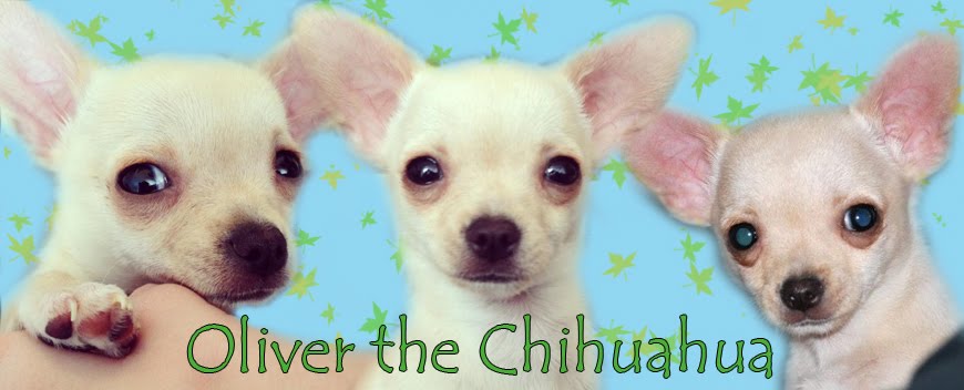 Oliver the Chihuahua