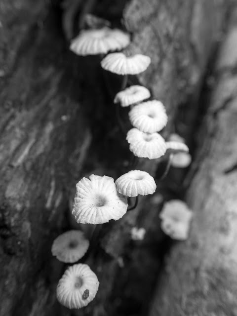 mushroom macro on log