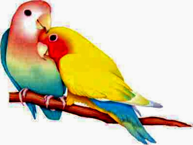 Love Birds 2 Wallpaper