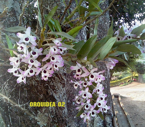 Estágio no Sítio dos Herdeiros: Pesquisa confirma: Bromélias e orquídeas  ajudam na restauração ecológica.