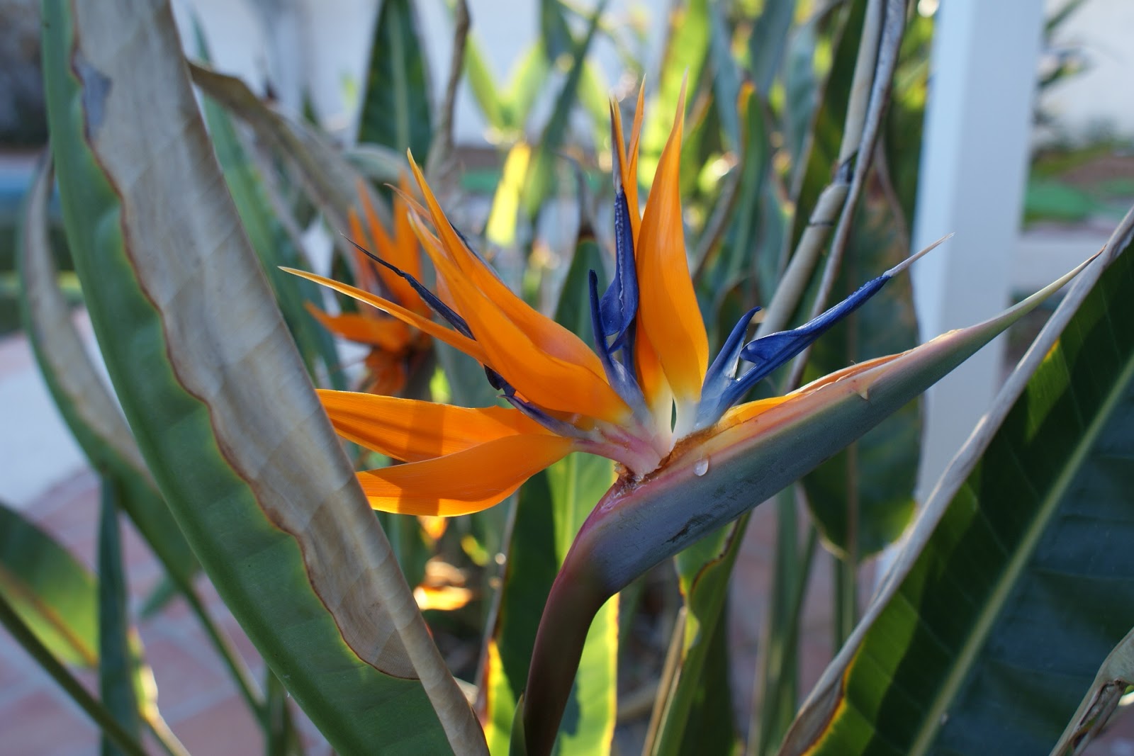 Reminisce... BirdofParadise blooms