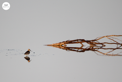 Correlimos común - Calidris alpina