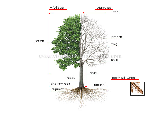 importance of trees wikipedia Importance of trees in our life