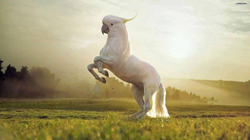 15 Gambar Manipulasi Haiwan Kepala Lain Badan Lain Yang Nampak Aneh