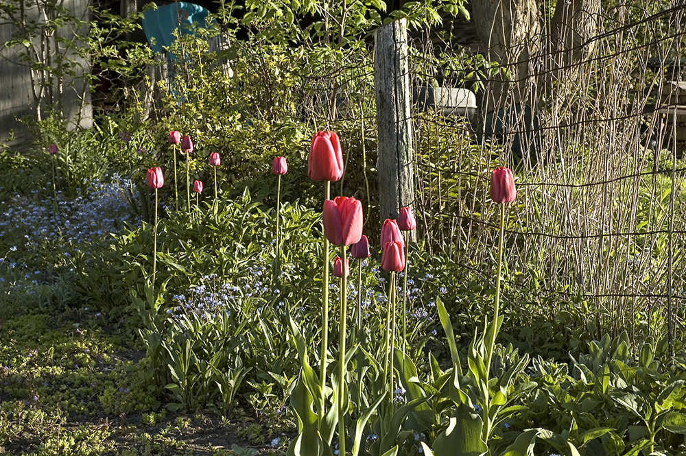 Red spring blooming tulips in a narrow border garden.