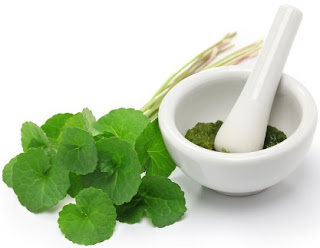 manfaat daun pegagan cara mengkonsumsi daun pegagan, manfaat daun pegagan untuk wajah, manfaat daun pegagan untuk otak, efek samping daun pegagan, daun pegagan tumbuh dimana, manfaat pegagan untuk kesuburan, nama lain daun pegagan, daun pegagan untuk jerawat