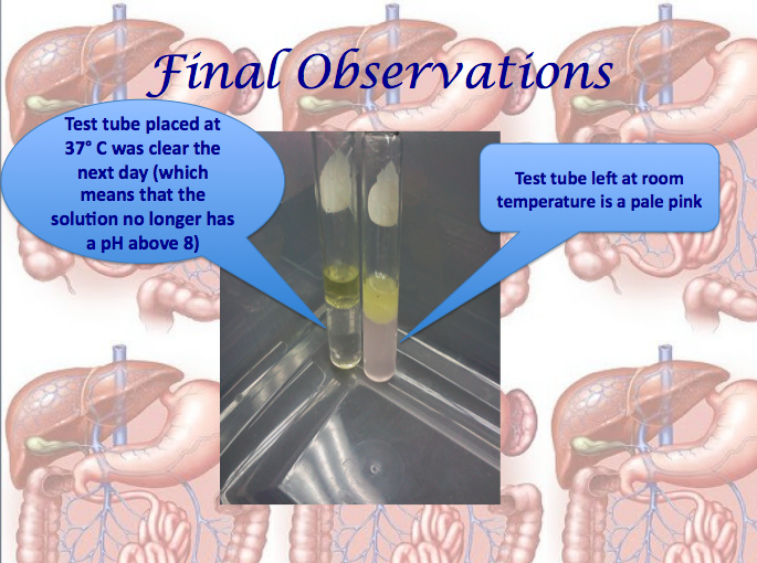 EC Honors Biology Investigating Digestive Enzymes Lab