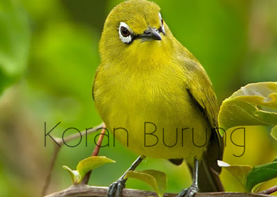 Cara Perawatan Burung Pleci Agar Cepat Gacor Dan Ngalas Pleci merupakan burung yang berciri khas pada bundar mata Cara Perawatan Burung Pleci Agar Cepat Gacor Dan Ngalas