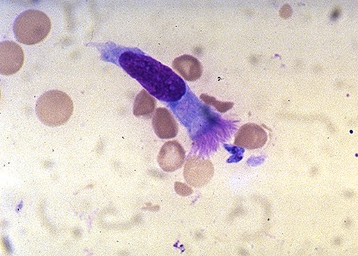 especie gondii
