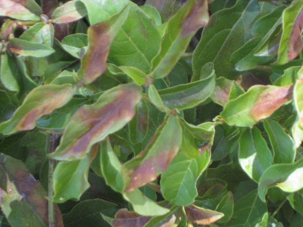 The Green Fingered Blog What S Eating My Viburnum And What Can I Do