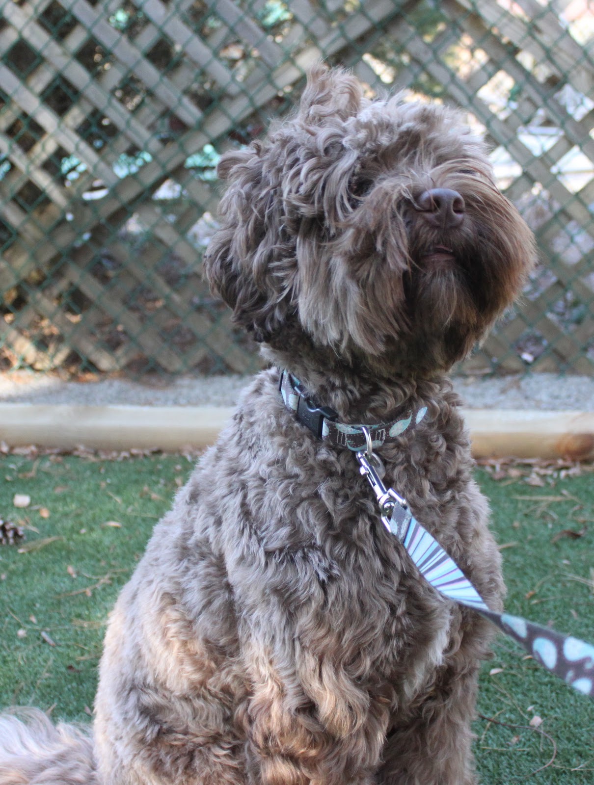 chocolate labradoodle turning grey