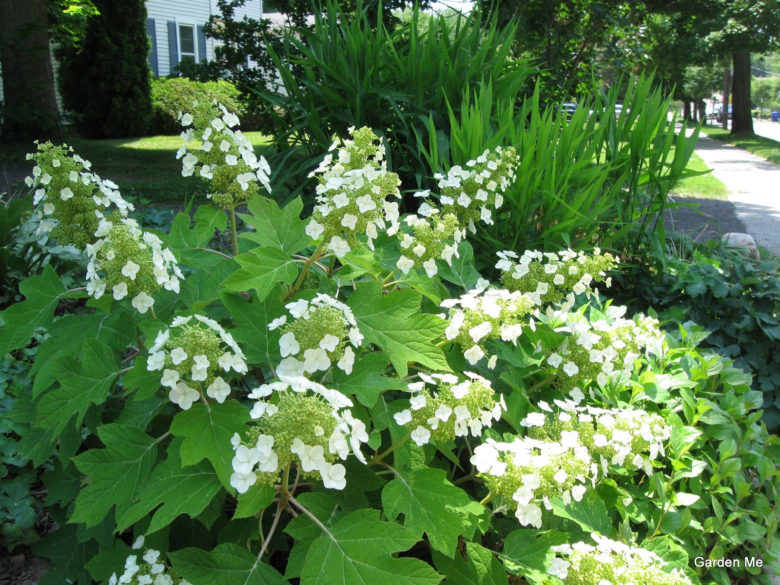 It S A Girl He Says Stereotyping A Febrifugeous Hydrangea