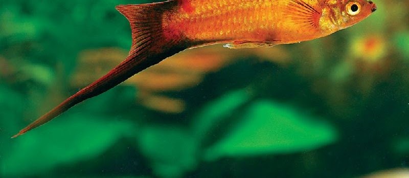 Budidaya Ikan Platy Pedang (Swordtail)