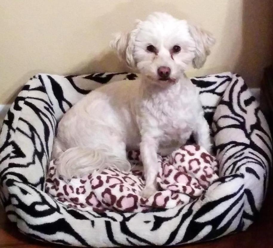 Is Febreze Safe For Dog Beds