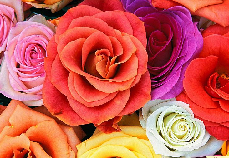 Our Top Awesome Facts About Roses Green Plant Addict