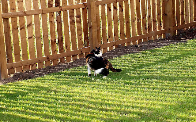 Kat op het gras