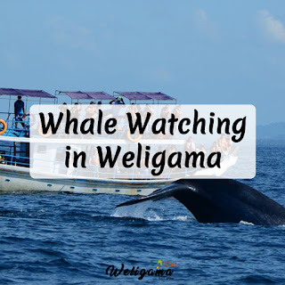 Whale Watching in Mirissa | Things to Do & See in Weligama