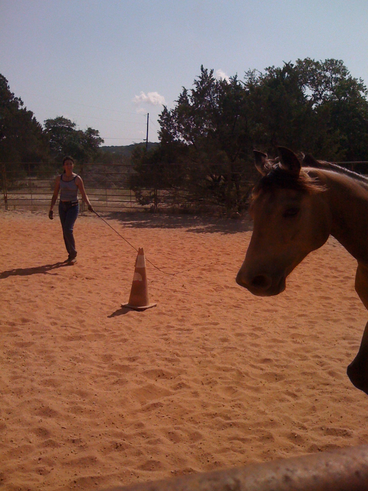 HorseCentric Limbo Options and how to round pen the snot out of your