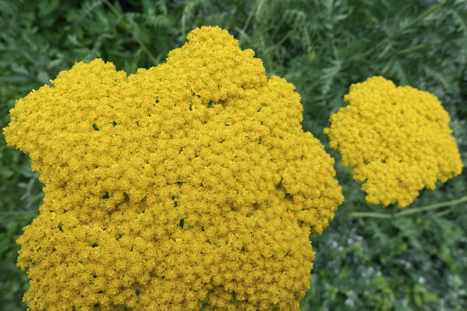 The Philosopher's Stone 2019 Seymour Library Flowers
