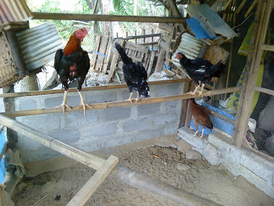 pejantan satu dengan babon pejantan satu dengan babon