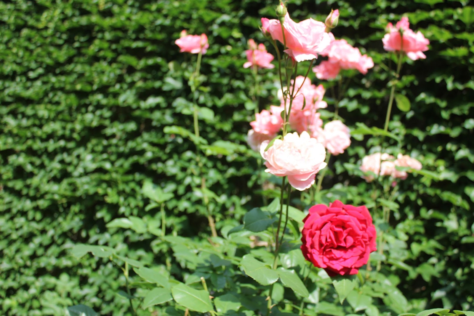 Bad Photography Saturday Flowers