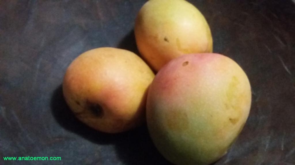 101+ Gambar Mangga Apel Terlihat Keren 101+ Gambar Mangga Apel Terlihat Keren