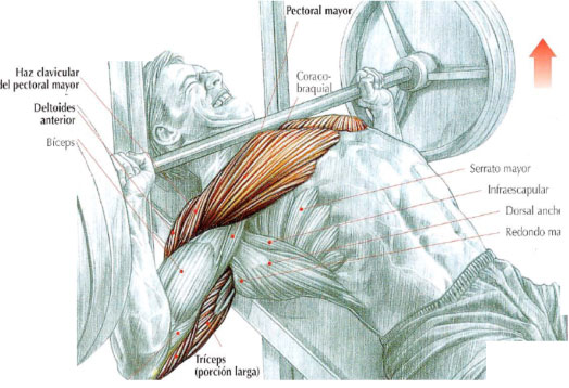 tiempo de descanso entre musculos tiempo de descanso entre musculos