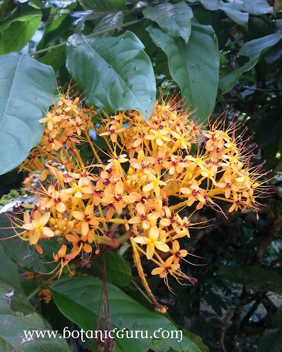 Saraca thaipingensis, Yellow Saraca flowers