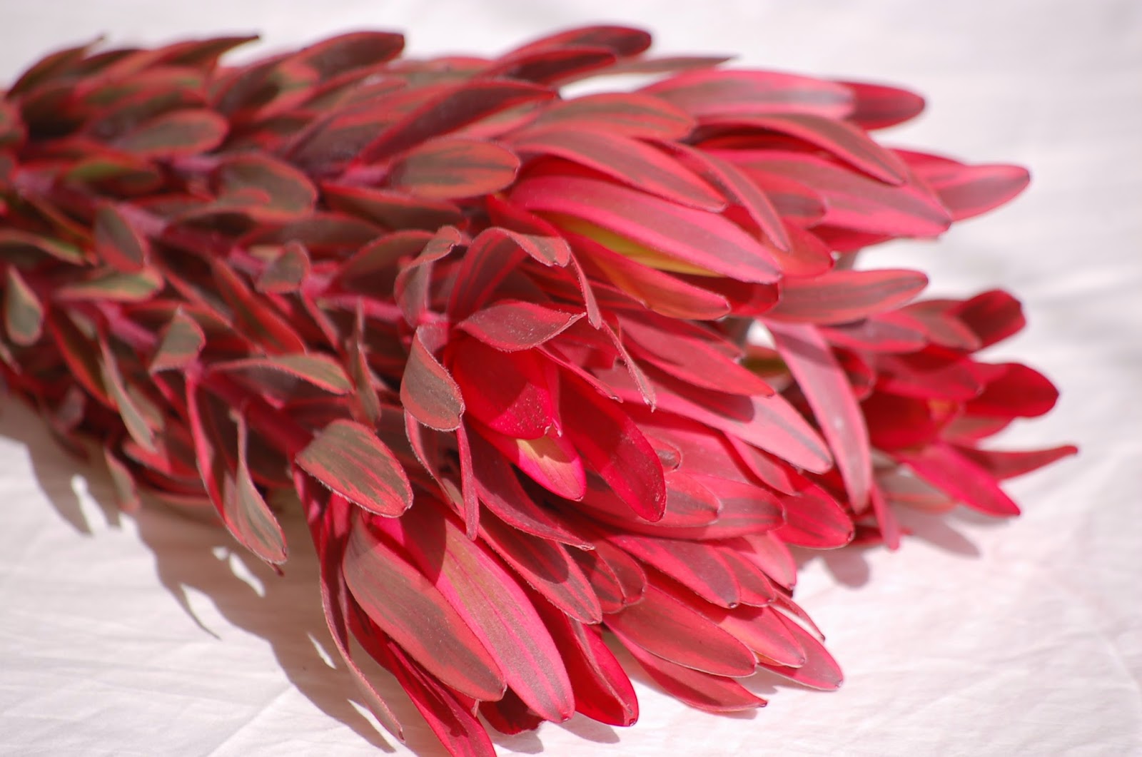 A Passion for Flowers: 2015 Color of the Year: Marsala - An Earthy Wine Red