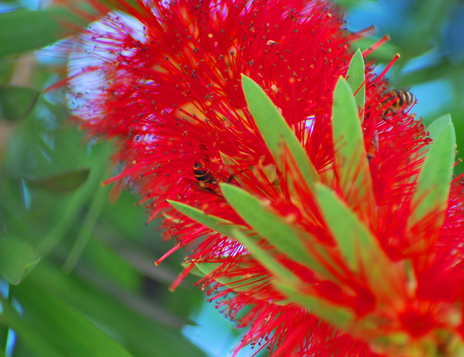 In passing Malaysian The BottleBrush flower...
