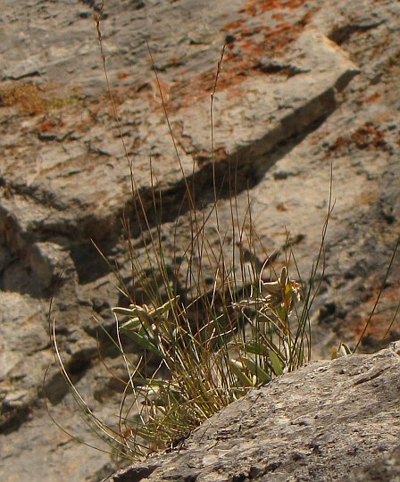 Szarotka alpejska (Leontopodium alpinum) na skałach Małego Giewontu.