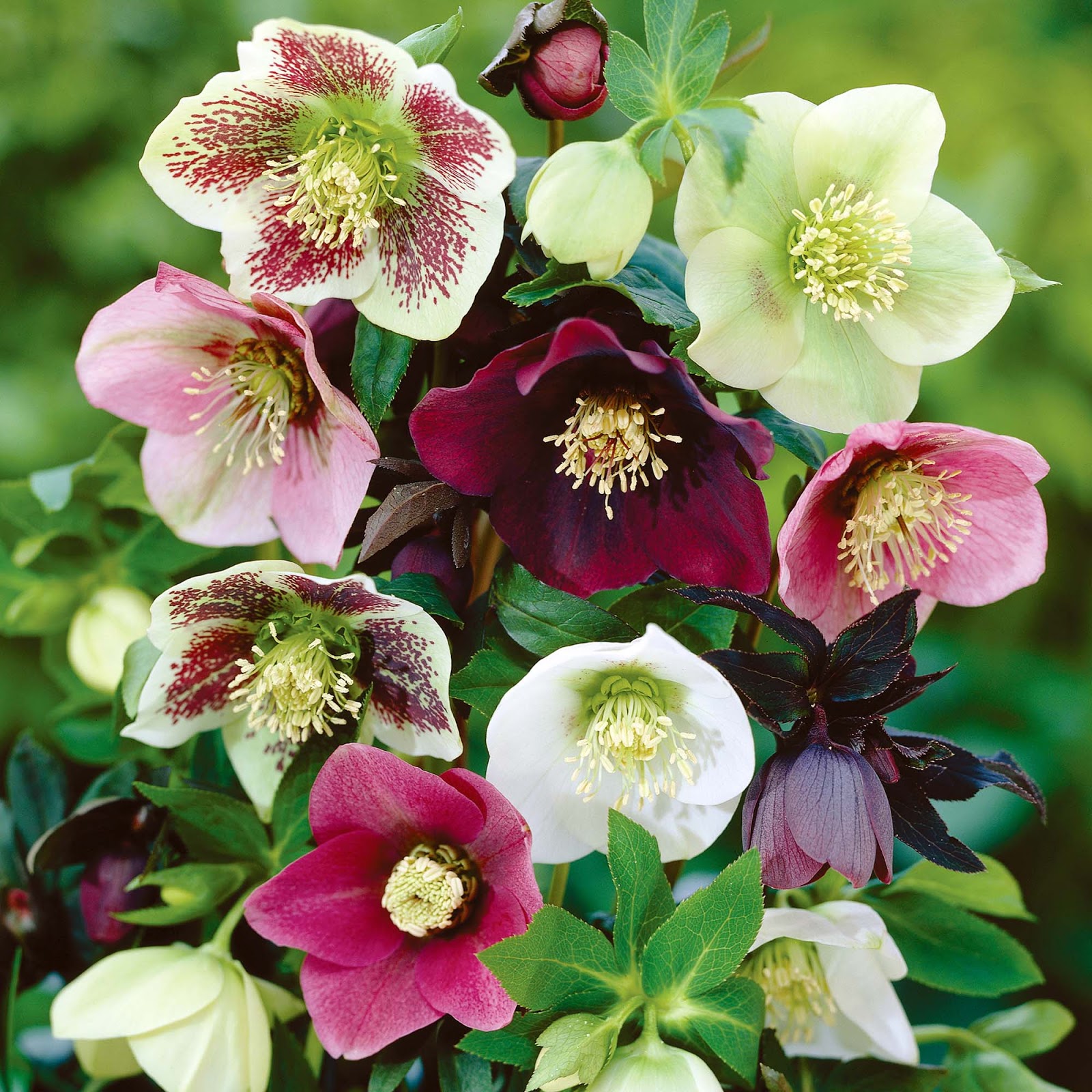 Lenten Rose/Hellebore/Helleborus orientalis Botanical name: Helleborus