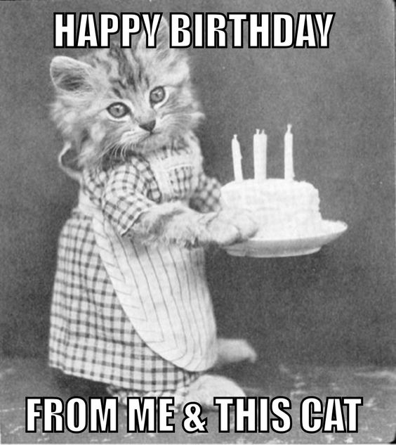 Happy Birthday Meme Of Cat Free Available: Rude Memes