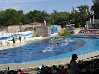 Exhibición de los delfines en el delfinario del Zoo Aquarium de Madrid