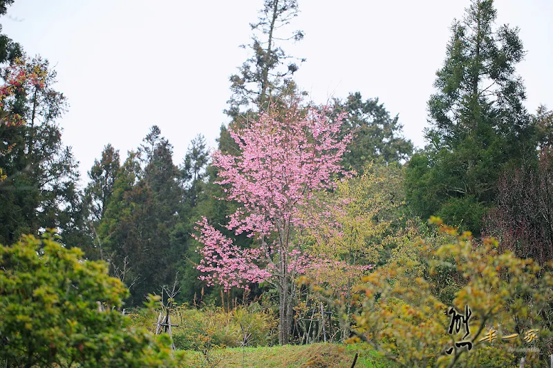 阿里山國家森林遊樂區櫻花季|阿里山櫻王