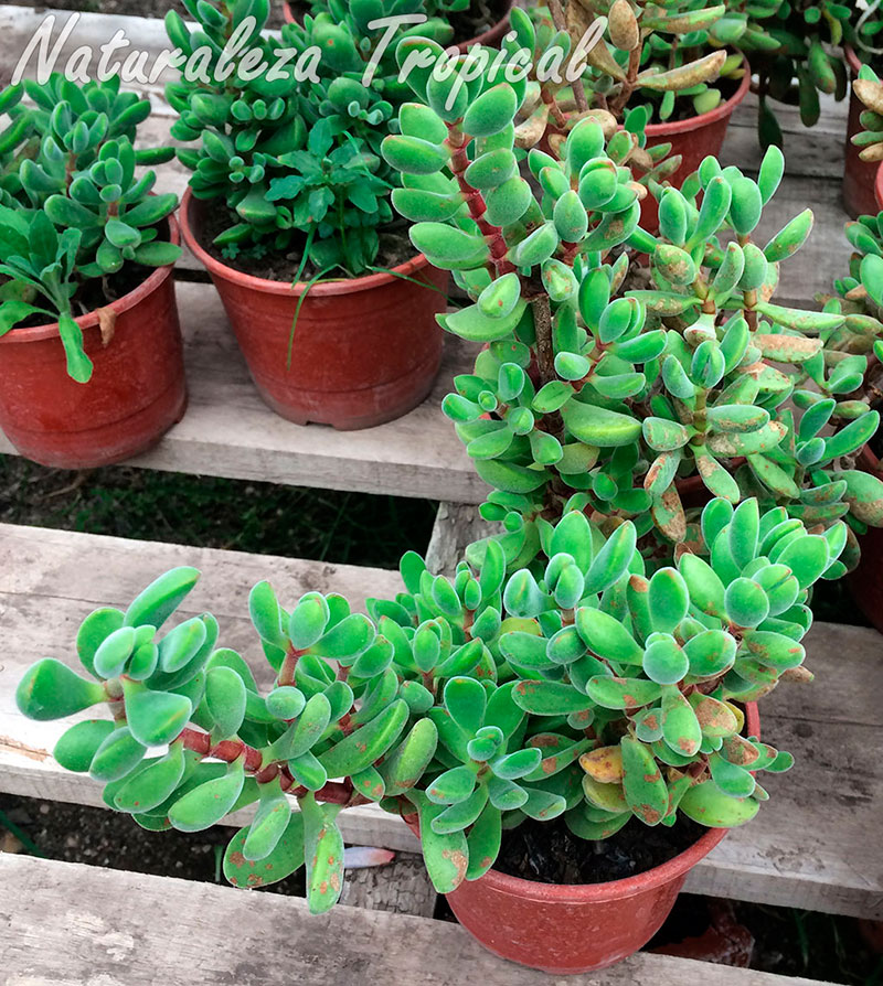 Otra foto de la planta suculenta Crassula rogersii