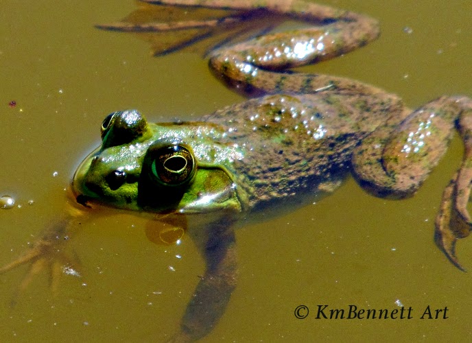 Frog 01 photo KmB Frog 01 photo KmB