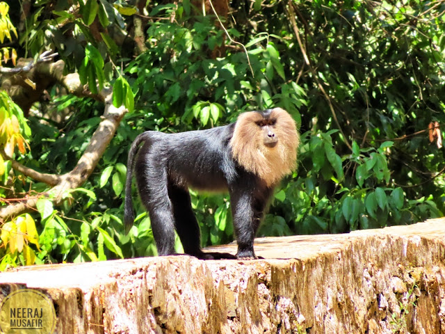 Wildlife in Agumbe Forest