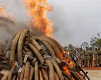 Más colmillos de elefantes quemados en Kenia