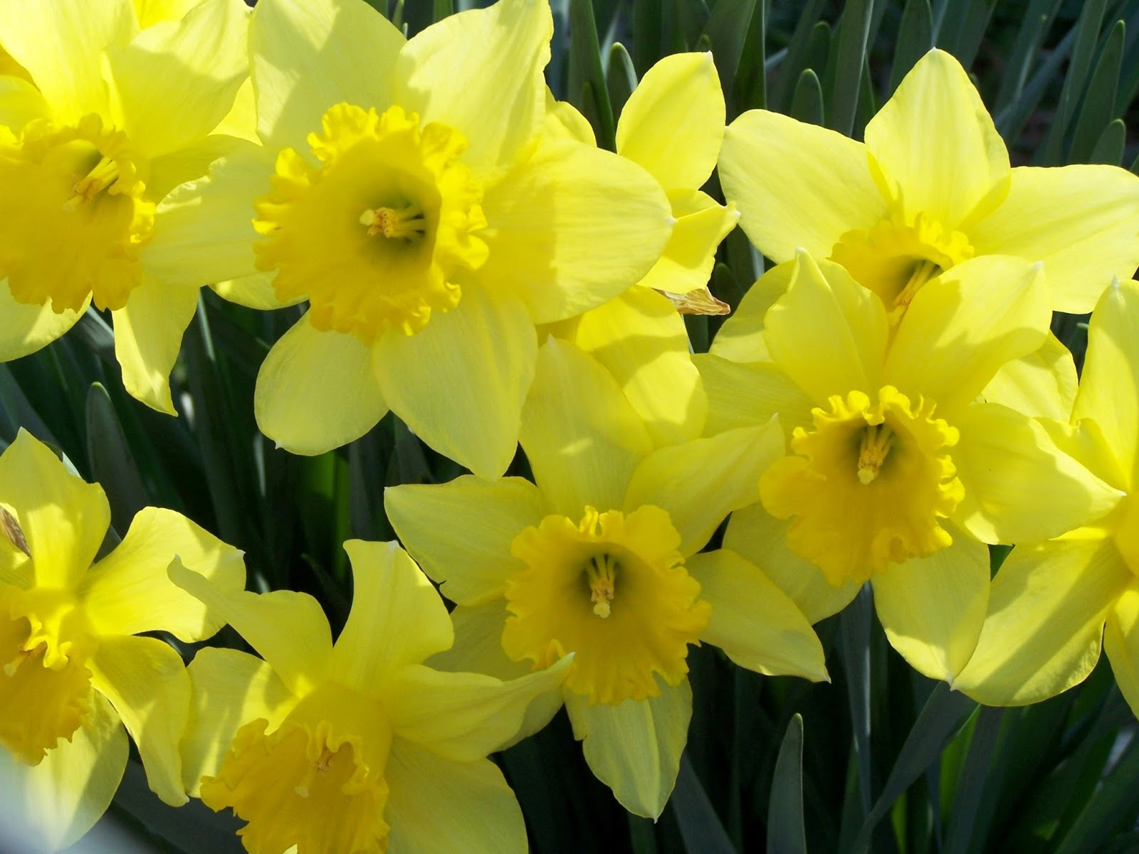 daffodil flower wallpaper daffodil flower wallpaper