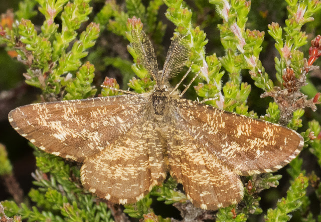 Common Heath, Ematurga atomaria. Male. Old Lodge Nature Reserve, 11 June 2016. Common Heath, Ematurga atomaria. Male. Old Lodge Nature Reserve, 11 June 2016.