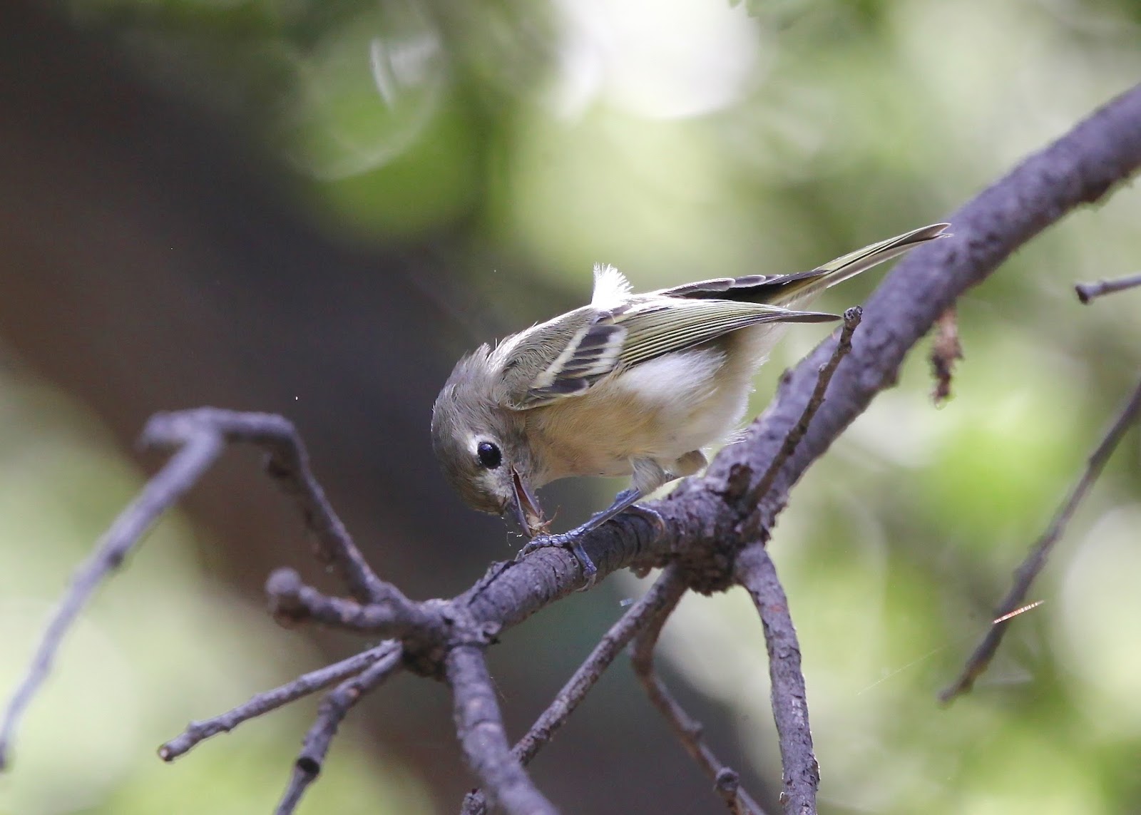 The Azure Gate Bug Eating Birds Hutton's Vireo