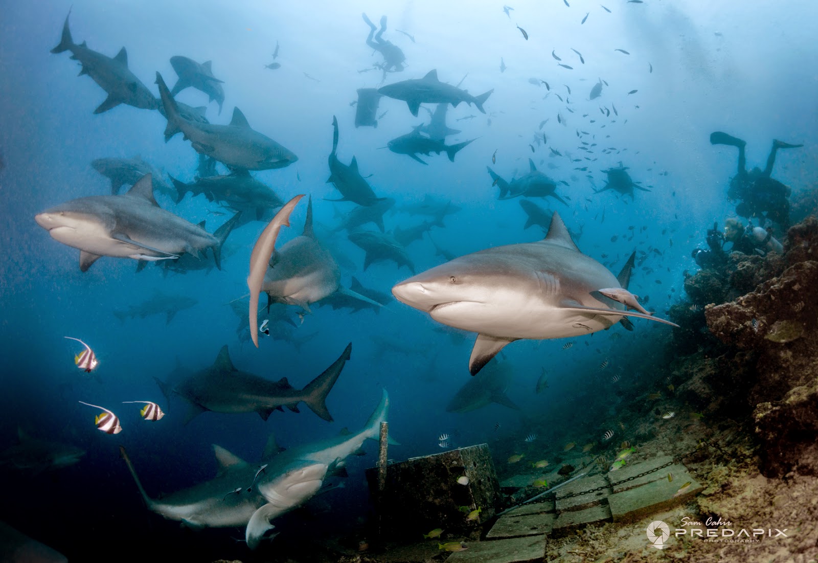 карибское море акулы. карликовая рифовая акула. гигантская акула cetorhinus maximus. рифовая акула. черноперая рифовая акула.