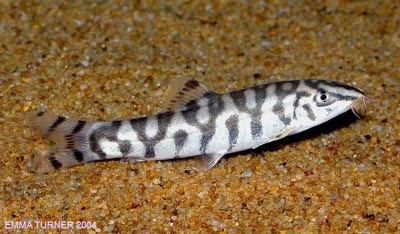 Locha Reticulada Locha Reticulada