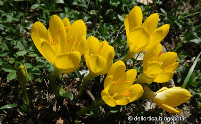 Sternbergia lutea rose erbe officinali aromatiche confettura tisane sali aromatici ed altro alla fattoria didattica dell ortica a Savigno Valsamoggia Bologna in Appennino vicino Zocca