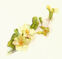 flower yellow corner designs clip decorative clipart pretty antique vector shaped wonderful because way re primrose