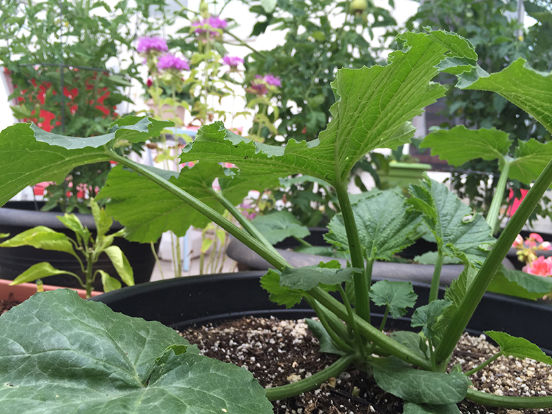 How To Grow Black Beauty Zucchini THE JOY BLOG